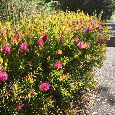 Image of Hot Pink