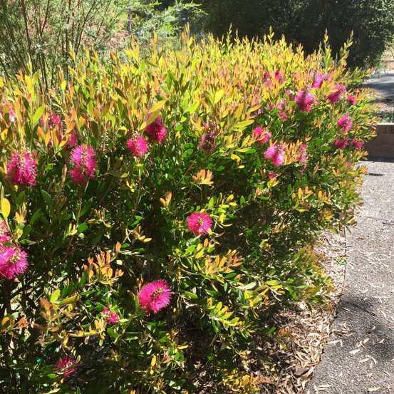 Image of Hot Pink