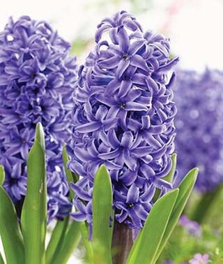 Image of Hyacinth 