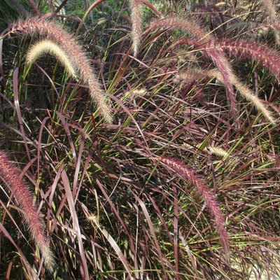 Image of Purple Fountain Grass
