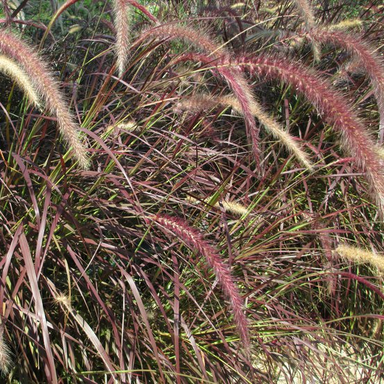 Image of Purple Fountain Grass
