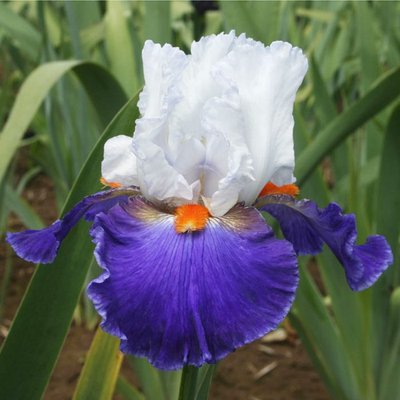 Image of Iris (German) 