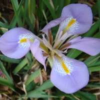 Image of Iris (Winter) 