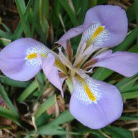 Image of Iris (Winter) 
