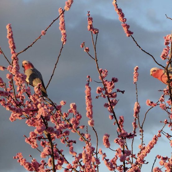 Image of Japanese Flowering Apricot 