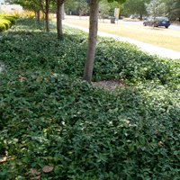 Image of Jasmine (groundcover)