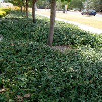 Image of Jasmine (groundcover)