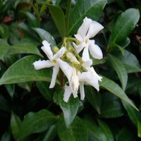 Image of Jasmine (Star) 