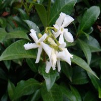 Image of Jasmine (Star) 