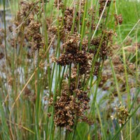 Image of Juncus 