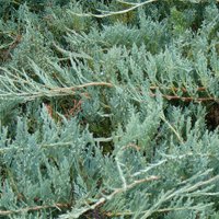 Image of Juniper (Creeping) 
