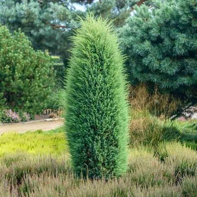 Image of Juniper (Irish) 