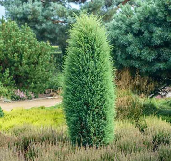 Image of Juniper (Irish) 