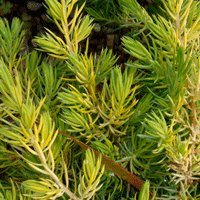 Image of Juniper (Japanese Shore)