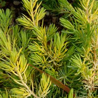 Image of Juniper (Japanese Shore)