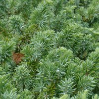 Image of Juniper (Prostrate) 