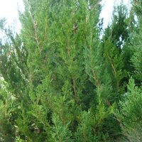 Image of Juniper (Spartan) 