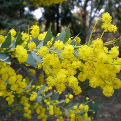 Image of Knife-leaf Wattle