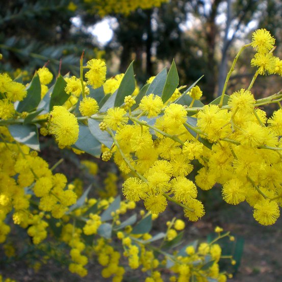 Image of Knife-leaf Wattle