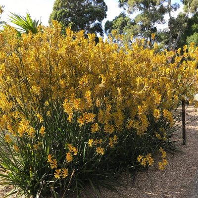 Image of Landscape Orange 