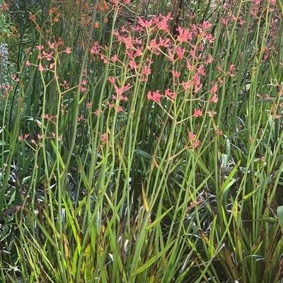 Image of Landscape Pink Anigozanthus flavidus