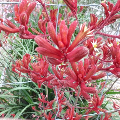 Image of Landscape Red 