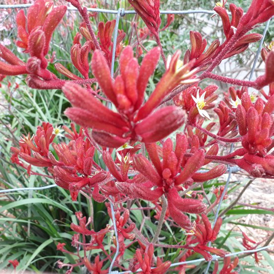 Image of Landscape Red 