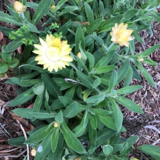 Image of ‘Lemon Monarch’ 