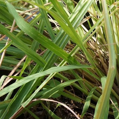 Image of Lemongrass