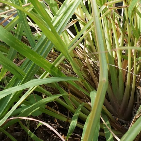Image of Lemongrass
