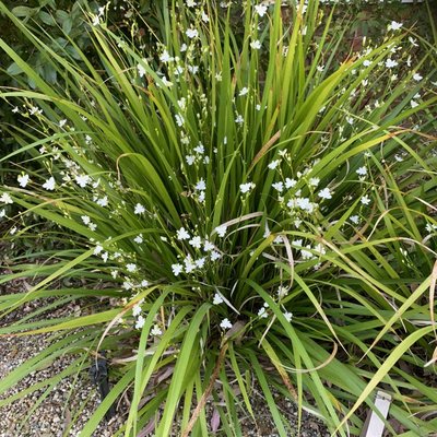 Image of Libertia 