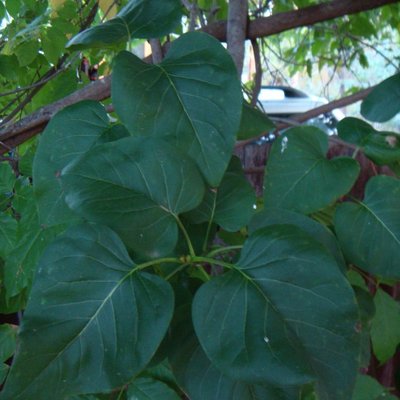 Image of Lilac 