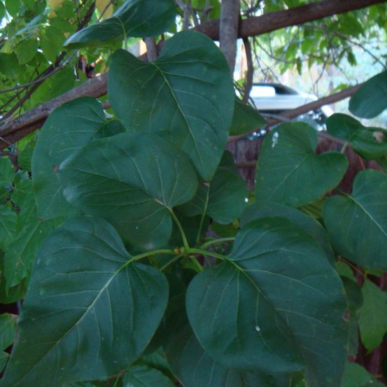Image of Lilac 