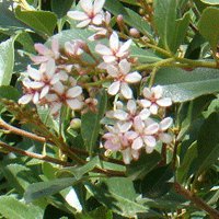 Image of Lily (Belladonna)