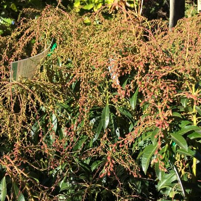 Image of Lily of the Valley Bush 