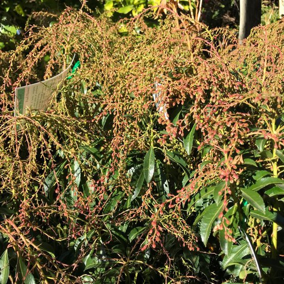 Image of Lily of the Valley Bush 