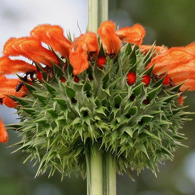 Image of Lion's Ear