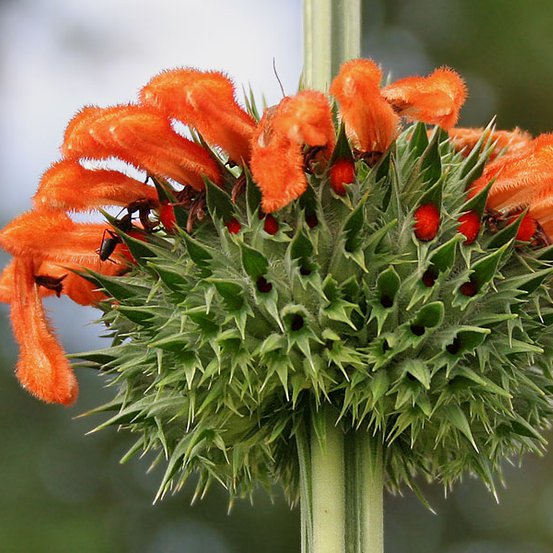 Image of Lion's Ear