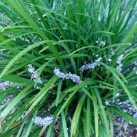 Image of Liriope (Evergreen Giant) 