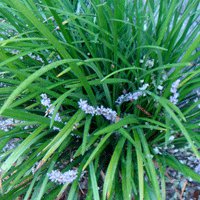 Image of Liriope (Evergreen Giant) 