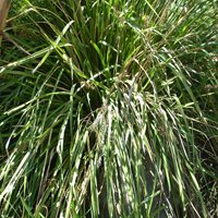 Image of Lomandra (longifolia) 