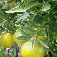 Image of Mandarin 