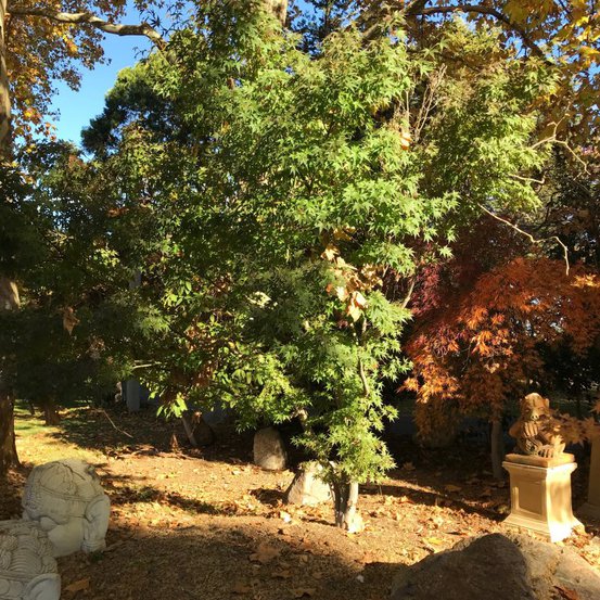 Image of Maple (Japanese)