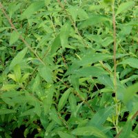 Image of  Maybush 