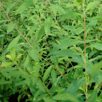 Image of  Maybush 