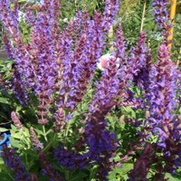 Image of Mexican Bush Sage 
