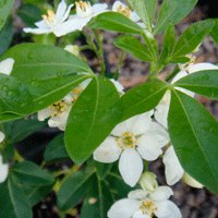 Image of Mexican Orange Blossom 