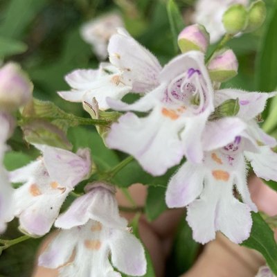 Image of Mint Bush (Mountain) 