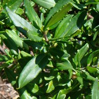 Image of Mint Bush (Badja Peak) 