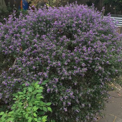 Image of Mint bush (Oval-leaf) 